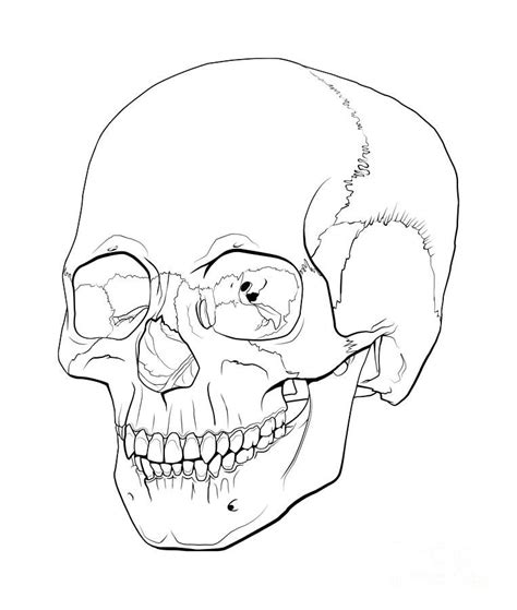 Collection Of Skull Line Drawing Download Them And Try To Solve