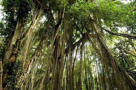 Ubud Monkey Forest In Bali Travel World