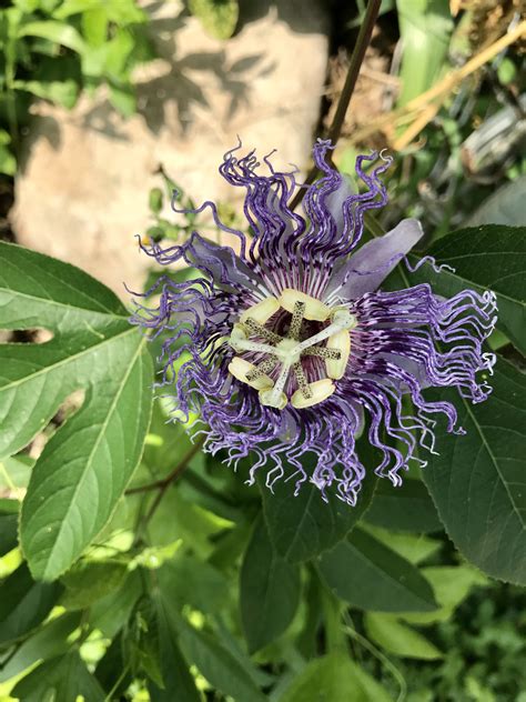 Just The Most Psychedelic Flower Rsacredgeometry