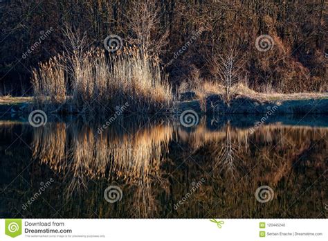 Reeds Mirrored In Lake Stock Photo Image Of Water Bank 120445240