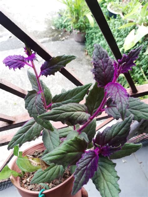 Garden Chronicles Of James David How To Grow And Care Purple Velvet