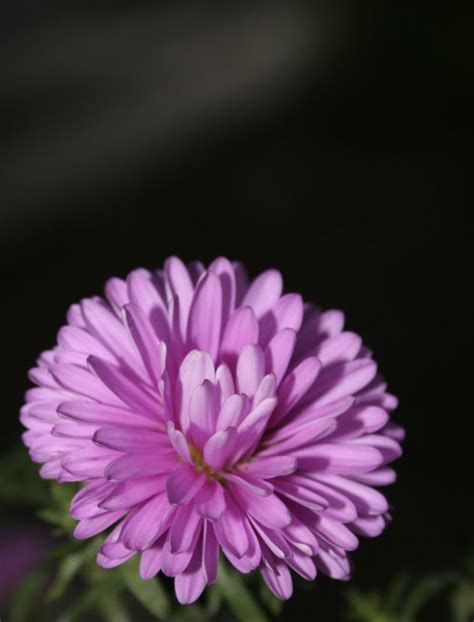 Floral Tufanica