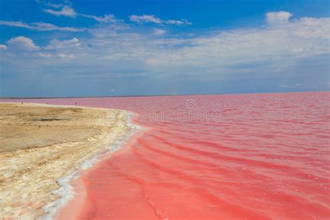 View Of Pink Salty Syvash Lake In Kherson Region Ukraine Stock Image