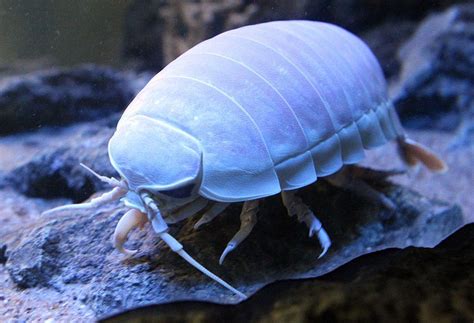 Weird Sea Animals Deep Sea Creatures Weird Sea Creatures Deep Sea Creatures Giant Isopod