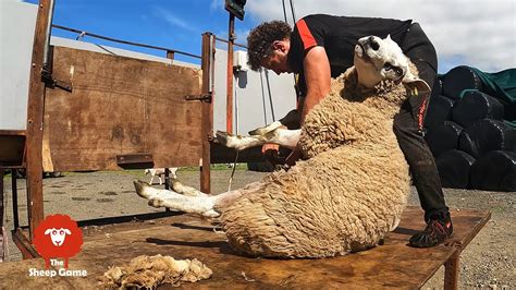 Shearing A Big Ugly Ram 10svn