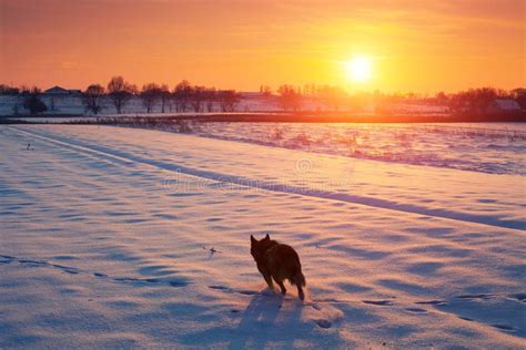 Dog Walking In The Snowy Field Stock Photo Image Of Sunrise Cold