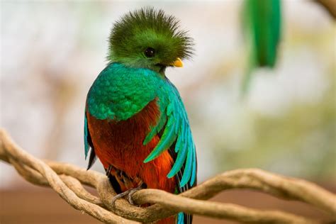 10 Exotic And Unique Birds Around The World Facts Verse