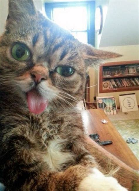 ten of the derpiest cats that have gone full derp
