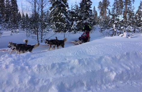 Dog Sledding Trip In The Swedish Lapland From Luleå
