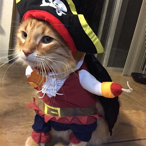 Cat In A Pirate Costume Funny Pirate Cat Halloween Costume Pose Cute