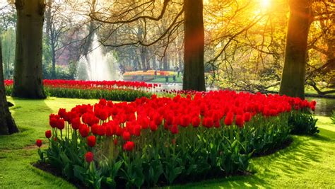 Flower Landscape With Beautiful Red Stock Footage Video 100 Royalty