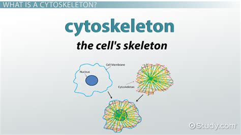 Cytoskeleton Definition Function And Components Lesson