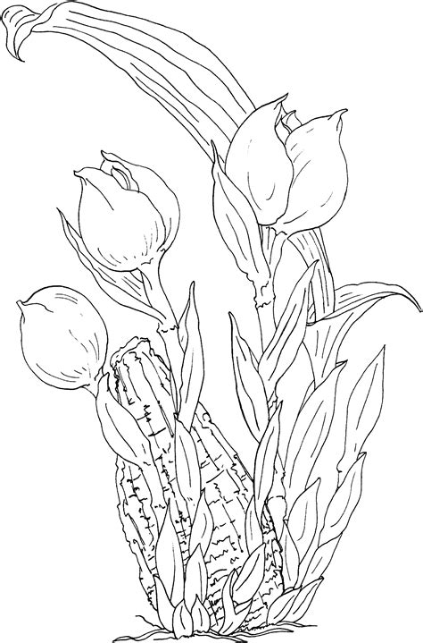 Free Printable Tulip Coloring Pages For Kids