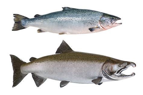 Atlantic And Pacific Salmon Whats The Difference