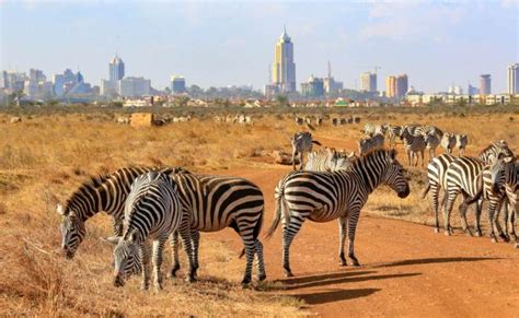 Nairobi National Park Half Day Tour Gracepatt Ecotours Kenya