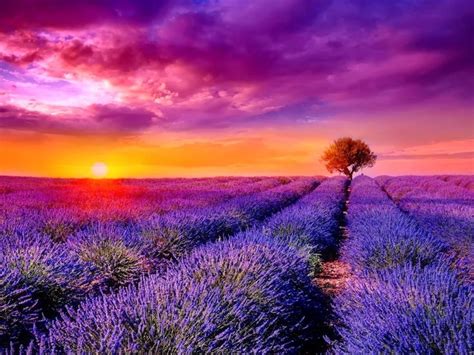 108 Best Images About Lavender Fields On Pinterest