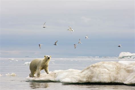 Polar Bear Climbs Up Onto An Ice Floe Photograph By Steven J Kazlowski