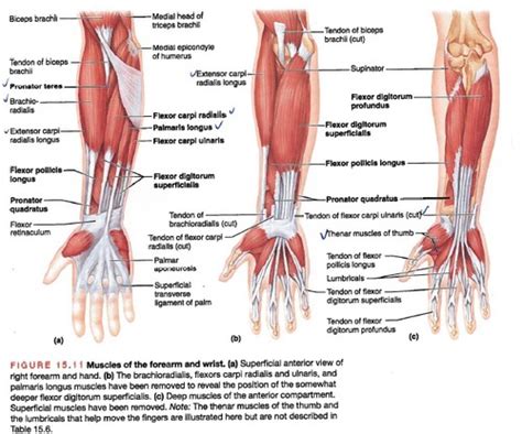 Anterior Forearm Muscles Flashcards Quizlet