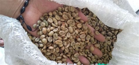 supplier besar djupri roastery kopi arabika aman  lambung