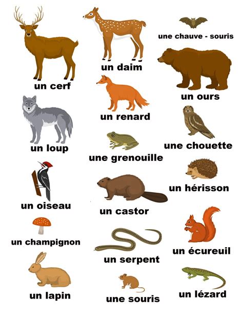 French Animals Woodlands Primary P6