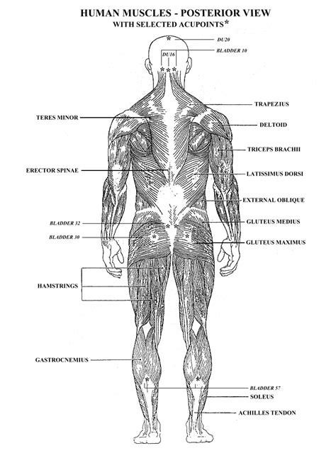 Human Muscles Worksheet