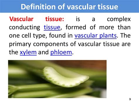 Plants contain two types of transport vessel: Vascular tissue