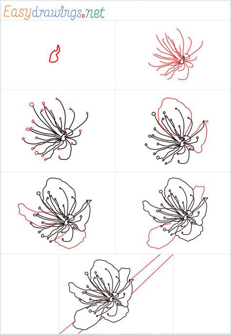 How To Draw A Cherry Blossom Step By Step 7 Easy Phase