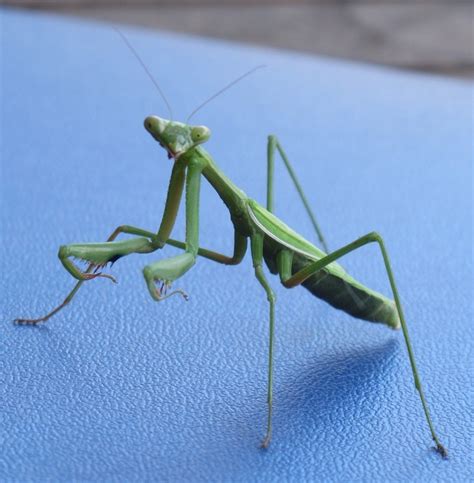 Praying Mantis Sydney Australia Invertebrates Praying Mantis