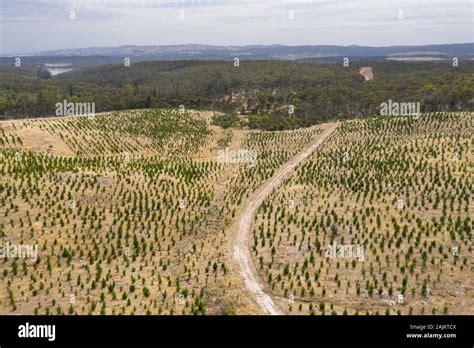 An Aerial View Of A Christmas Pine Tree Farm In The Hills Of South