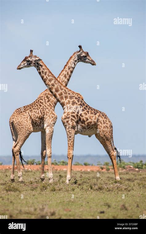 Giraffes Playing Fotos Und Bildmaterial In Hoher Auflösung Alamy