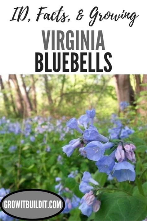 Virginia Bluebells Facts Grow And Care Growit Buildit