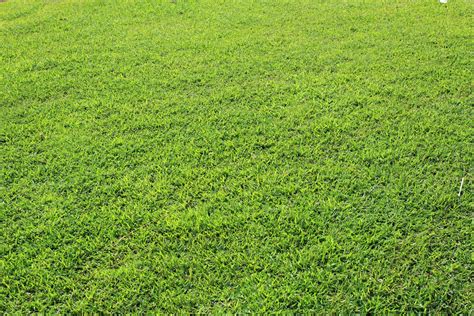 Grass Free Stock Photo Public Domain Pictures Slides Backgrounds For