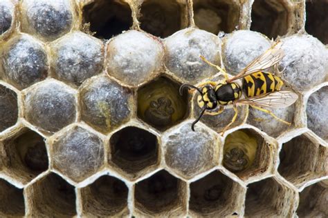 How Do Wasps Build Their Nests Wonderopolis