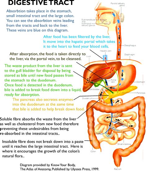 Human Digestive System For Kids
