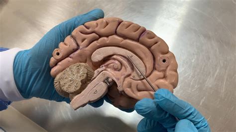 Anatomia Del Cerebro Youtube