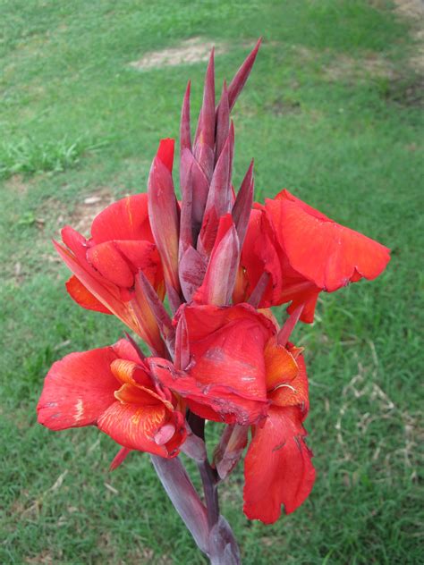 The Unconventional Gardener Canna Lily