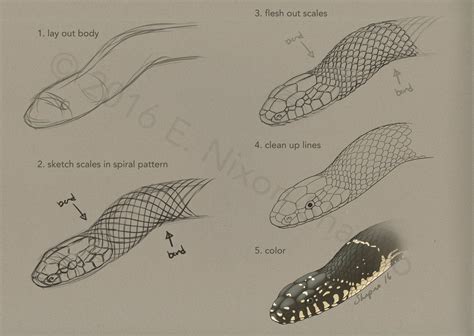 Snake Scale Layout Colubrids By Elizabethnixon Snake Drawing Snake