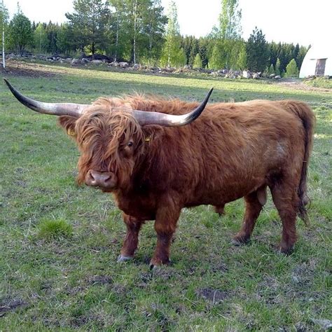 Highland Cattle In Finland Highlandcattle Cattle Cow Cows Bull