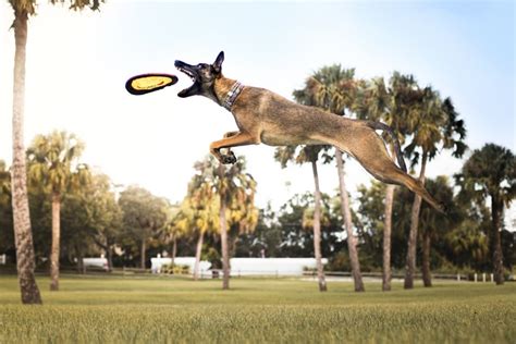 Psbattle A Dog Catching Frisbee Mid Air Photoshopbattles