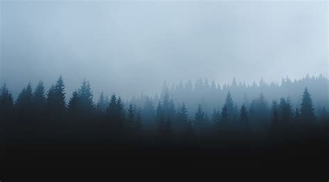 Green Pine Trees Covered With Fog Hd Wallpaper Peakpx