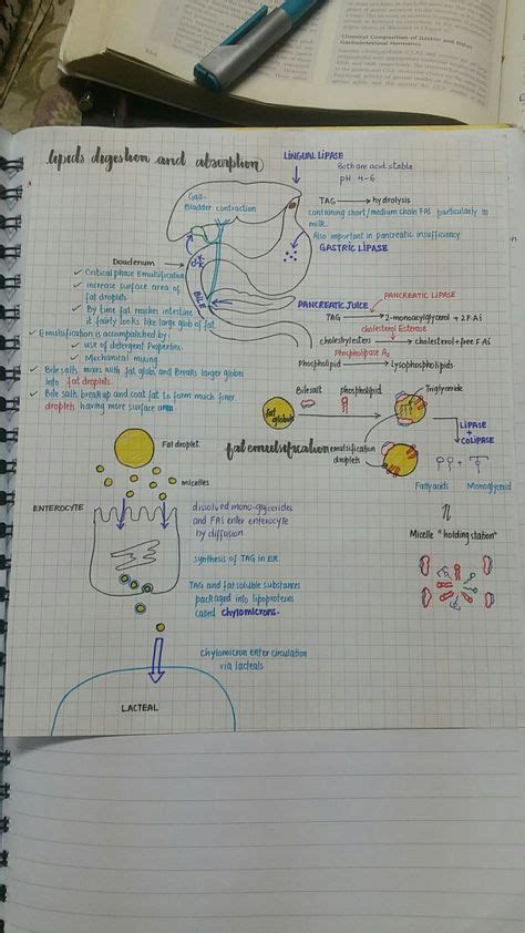 Biochemistry Biochemistry Notes Note Taking