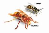 Images of Is A Hornet A Wasp