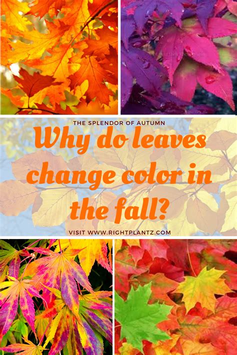 Why Do Leaves Change Color In The Fall Color