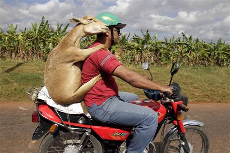 A motorcycle is any vehicle (including motor bikes, bicycles and tricycles, aka trike) with attached motors. 18 Funny, Weird, Crazy People on Motorcycles Bike | Reckon ...