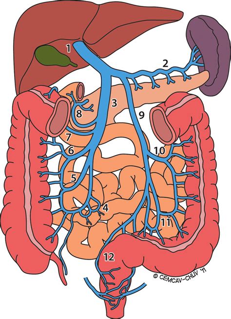 Example sentences from the web for portal circulation. Drawing illustrates the normal mesenteric venous ...