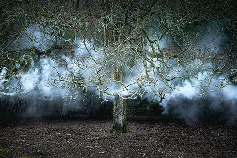 Artist Spent 7 Years Turning Uk Forests Into Surreal Works Of Art