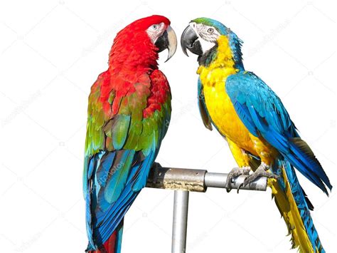 Two Beautiful Bright Colored Parrots — Stock Photo © Arogant 2087263
