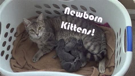 Newborn Kittens So Cute Youtube