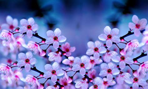 Purple Cherry Blossom Wallpaper