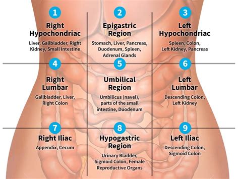 It divides into two vagal trunks that enter the abdomen besides the esophagus through the esophageal hiatus in the left dome of the diaphragm. organs in left quadrant - Google Search | Medical knowledge, Nursing school survival, Medical
